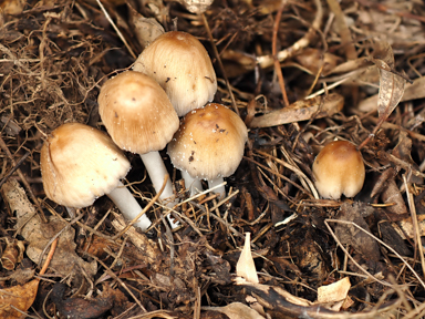 APII jpeg image of Coprinellus truncorum  © contact APII