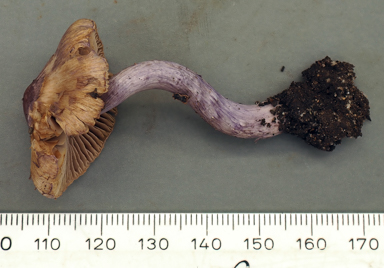 APII jpeg image of Inocybe violaceocaulis  © contact APII