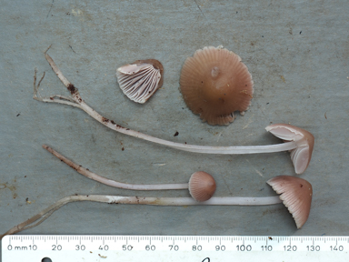 APII jpeg image of Mycena clarkeana  © contact APII