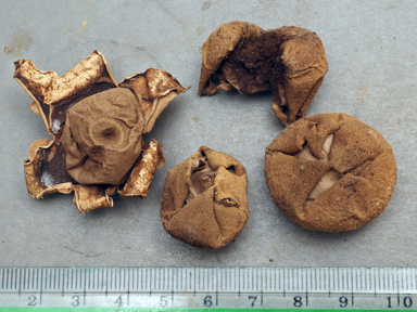 APII jpeg image of Geastrum velutinum  © contact APII