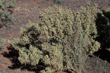 APII jpeg image of Maireana pyramidata  © contact APII