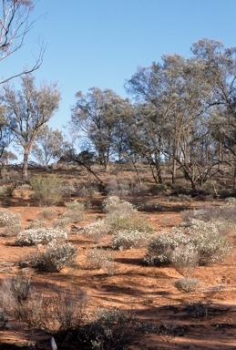 APII jpeg image of Olearia pimeleoides  © contact APII