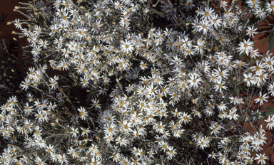 APII jpeg image of Olearia pimeleoides  © contact APII