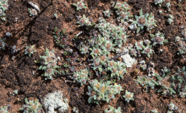 APII jpeg image of Actinobole uliginosum  © contact APII