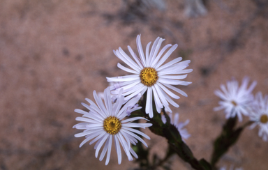 APII jpeg image of Olearia rudis  © contact APII