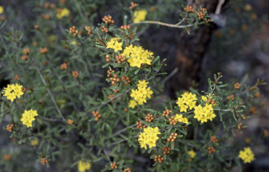 APII jpeg image of Phebalium bullatum  © contact APII