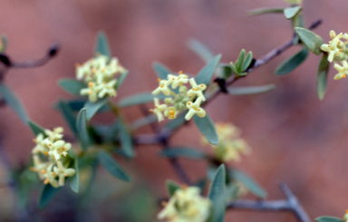 APII jpeg image of Pimelea microcephala  © contact APII