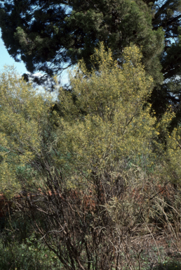 APII jpeg image of Senna artemisioides subsp. petiolaris  © contact APII