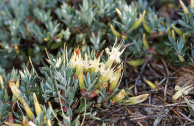 APII jpeg image of Styphelia adscendens  © contact APII