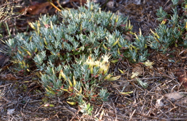 APII jpeg image of Styphelia adscendens  © contact APII