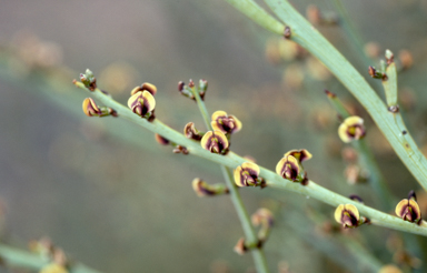 APII jpeg image of Templetonia sulcata  © contact APII