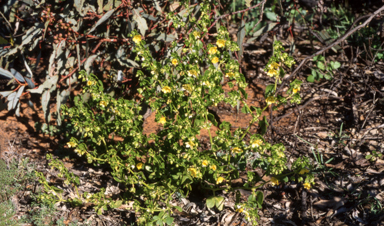 APII jpeg image of Roepera apiculata  © contact APII