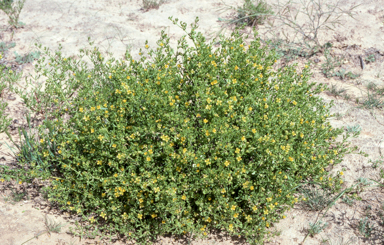 APII jpeg image of Roepera aurantiaca  © contact APII