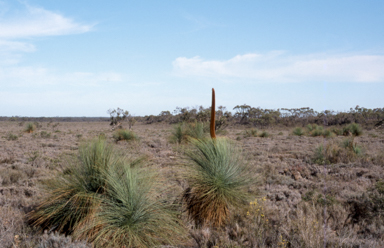 APII jpeg image of Allocasuarina pusilla  © contact APII