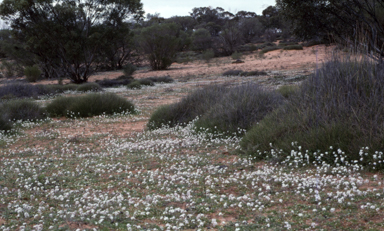 APII jpeg image of Alyssum linifolium  © contact APII