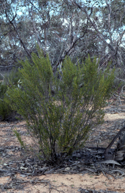 APII jpeg image of Beyeria opaca  © contact APII