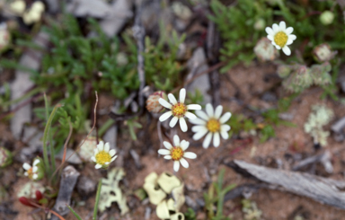 APII jpeg image of Brachyscome lineariloba  © contact APII