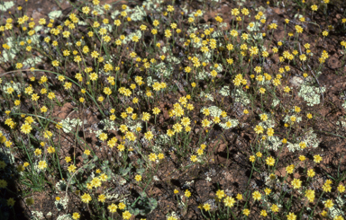 APII jpeg image of Hyalosperma glutinosum  © contact APII