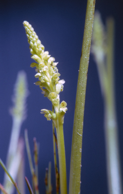 APII jpeg image of Microtis unifolia  © contact APII