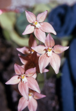 APII jpeg image of Caladenia flava x nana  © contact APII