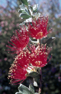 APII jpeg image of Kunzea pulchella  © contact APII