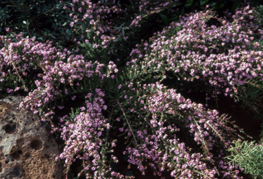 APII jpeg image of Thryptomene baeckeacea  © contact APII