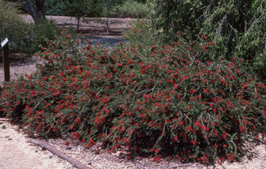 APII jpeg image of Callistemon subulatus  © contact APII