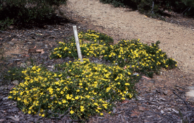 APII jpeg image of Hibbertia pedunculata  © contact APII