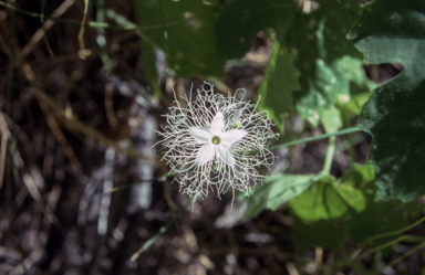 APII jpeg image of Trichosanthes cucumerina  © contact APII