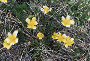 APII jpeg image of Ranunculus gunnianus  © contact APII