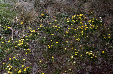 APII jpeg image of Ranunculus sp.  © contact APII