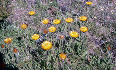 APII jpeg image of Xerochrysum subundulatum  © contact APII