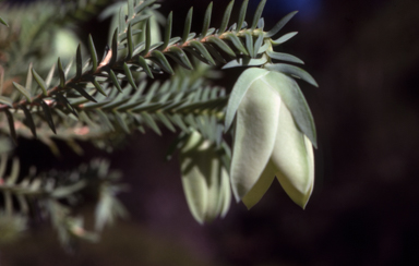 APII jpeg image of Darwinia carnea  © contact APII