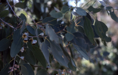 APII jpeg image of Eucalyptus morrisbyi  © contact APII