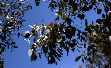 APII jpeg image of Eucalyptus morrisbyi  © contact APII