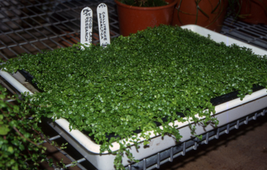 APII jpeg image of Callitriche antarctica  © contact APII