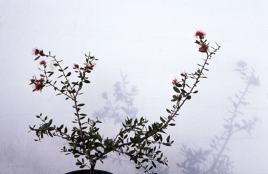 APII jpeg image of Hakea myrtoides x petiolaris  © contact APII
