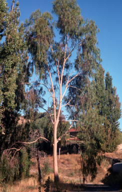 APII jpeg image of Corymbia citriodora  © contact APII