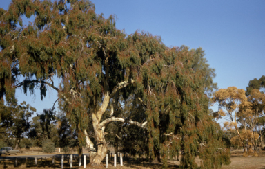 APII jpeg image of Eucalyptus leucoxylon  © contact APII