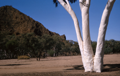 APII jpeg image of Corymbia aparrerinja subsp. aparrerinja  © contact APII