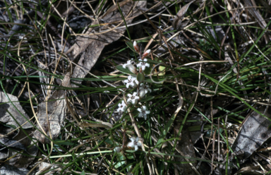 APII jpeg image of Leucopogon fraseri  © contact APII