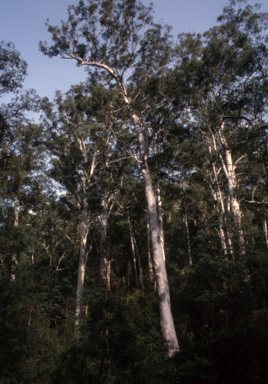 APII jpeg image of Eucalyptus deanei  © contact APII