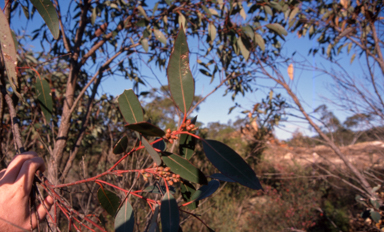 APII jpeg image of Eucalyptus notabilis  © contact APII