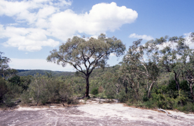 APII jpeg image of Eucalyptus squamosa  © contact APII
