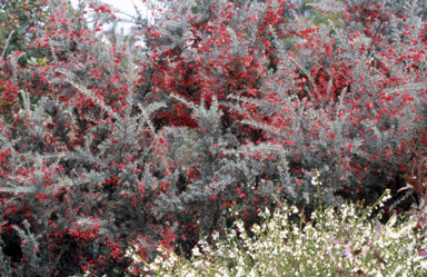 APII jpeg image of Grevillea lavandulacea  © contact APII