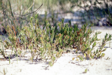 APII jpeg image of Hibbertia procumbens  © contact APII