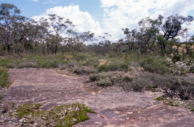 APII jpeg image of Micromyrtus blakelyi  © contact APII