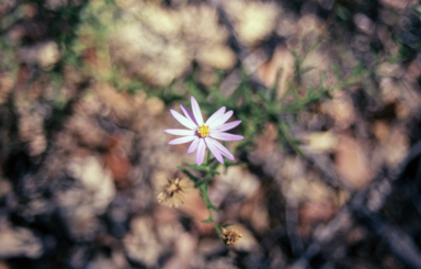 APII jpeg image of Olearia cordata  © contact APII