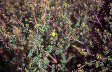 APII jpeg image of Pultenaea parviflora  © contact APII