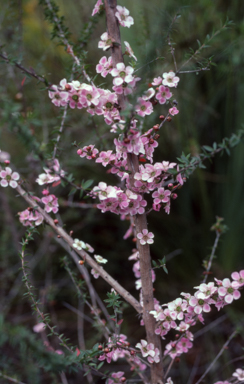 APII jpeg image of Leptospermum squarrosum  © contact APII
